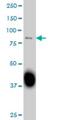 Sp3 Transcription Factor antibody, H00006670-M07, Novus Biologicals, Western Blot image 