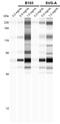 LIMP II antibody, NBP1-77326, Novus Biologicals, Western Blot image 