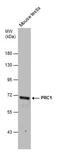 Protein Regulator Of Cytokinesis 1 antibody, PA5-30296, Invitrogen Antibodies, Western Blot image 