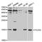 RNA Polymerase II Subunit I antibody, MBS126325, MyBioSource, Western Blot image 