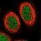 ETV7 antibody, NBP1-80694, Novus Biologicals, Immunofluorescence image 