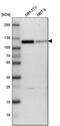 Cullin-4B antibody, PA5-52864, Invitrogen Antibodies, Western Blot image 