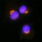Golgin B1 antibody, AF8159, R&D Systems, Immunocytochemistry image 