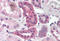 RPA-interacting protein antibody, MBS240379, MyBioSource, Immunohistochemistry frozen image 