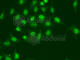 DNA polymerase delta catalytic subunit antibody, A5323, ABclonal Technology, Immunofluorescence image 