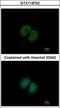 Protocadherin Alpha 12 antibody, GTX119702, GeneTex, Immunofluorescence image 