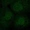 SEC14 Like Lipid Binding 2 antibody, HPA064466, Atlas Antibodies, Immunocytochemistry image 