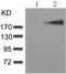 Receptor tyrosine-protein kinase erbB-3 antibody, TA323488, Origene, Western Blot image 