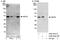 Sirtuin 6 antibody, A302-452A, Bethyl Labs, Western Blot image 