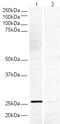 V5 epitope tag antibody, ab15828, Abcam, Western Blot image 