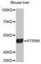 ECPTP antibody, abx126439, Abbexa, Western Blot image 
