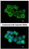 NSF Attachment Protein Alpha antibody, NBP1-32493, Novus Biologicals, Immunocytochemistry image 
