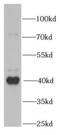 Peptidyl-prolyl cis-trans isomerase D antibody, FNab06675, FineTest, Western Blot image 