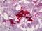 Neuropeptide Y antibody, orb95263, Biorbyt, Immunohistochemistry paraffin image 