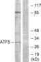Activating Transcription Factor 5 antibody, LS-C119337, Lifespan Biosciences, Western Blot image 