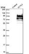 SCY1 Like Pseudokinase 3 antibody, HPA005624, Atlas Antibodies, Western Blot image 
