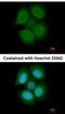 Nuclear RNA Export Factor 3 antibody, NBP2-19614, Novus Biologicals, Immunofluorescence image 