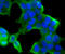 E3 ubiquitin-protein ligase CHIP antibody, A01236, Boster Biological Technology, Immunocytochemistry image 