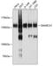 SWI/SNF Related, Matrix Associated, Actin Dependent Regulator Of Chromatin, Subfamily A, Member 1 antibody, A05676, Boster Biological Technology, Western Blot image 