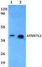 Ataxin-7-like protein 3 antibody, GTX66861, GeneTex, Western Blot image 