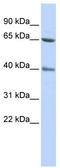 Zinc Finger With KRAB And SCAN Domains 8 antibody, TA339123, Origene, Western Blot image 
