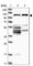 Family With Sequence Similarity 83 Member G antibody, HPA023369, Atlas Antibodies, Western Blot image 