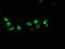 Destrin antibody, TA502641, Origene, Immunofluorescence image 