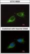 Mitochondrial Ribosomal Protein S23 antibody, GTX119033, GeneTex, Immunofluorescence image 