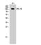 Cyclic nucleotide-gated cation channel beta-1 antibody, A05388, Boster Biological Technology, Western Blot image 