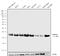 Lag antibody, 711090, Invitrogen Antibodies, Western Blot image 