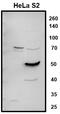 La Ribonucleoprotein Domain Family Member 7 antibody, PA5-41867, Invitrogen Antibodies, Western Blot image 