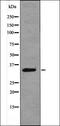 MRGRD antibody, orb335630, Biorbyt, Western Blot image 
