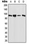 Establishment Of Sister Chromatid Cohesion N-Acetyltransferase 1 antibody, orb215350, Biorbyt, Western Blot image 