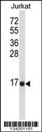 Tachykinin 3 antibody, 57-679, ProSci, Western Blot image 