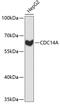 Cell Division Cycle 14A antibody, 19-313, ProSci, Western Blot image 