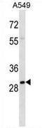 Aly/REF Export Factor antibody, AP54241PU-N, Origene, Western Blot image 
