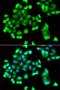 F-Box Protein 7 antibody, LS-C349163, Lifespan Biosciences, Immunofluorescence image 