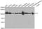 Valosin Containing Protein antibody, A2795, ABclonal Technology, Western Blot image 