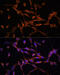 Protein Kinase AMP-Activated Catalytic Subunit Alpha 2 antibody, 22-874, ProSci, Immunofluorescence image 