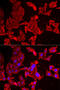 Small muscular protein antibody, 22-455, ProSci, Immunofluorescence image 