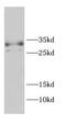 CD99 Molecule (Xg Blood Group) antibody, FNab01512, FineTest, Western Blot image 