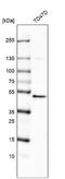E3 ubiquitin-protein ligase RNF135 antibody, NBP1-81212, Novus Biologicals, Western Blot image 