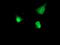 RNA Polymerase II Subunit E antibody, M08765, Boster Biological Technology, Immunofluorescence image 