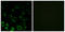 Ribosomal Protein S4 X-Linked antibody, LS-B9685, Lifespan Biosciences, Immunofluorescence image 