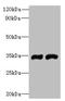 Forty-Two-Three Domain Containing 1 antibody, orb354991, Biorbyt, Western Blot image 