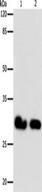 Gap junction beta-6 protein antibody, TA321785, Origene, Western Blot image 