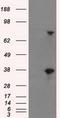 Butyrophilin subfamily 3 member A2 antibody, GTX84773, GeneTex, Western Blot image 
