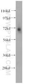 DNA Polymerase Kappa antibody, 14455-1-AP, Proteintech Group, Western Blot image 