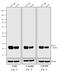 Mouse IgG (H+L) antibody, A24528, Invitrogen Antibodies, Western Blot image 