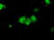 Ketohexokinase antibody, TA501284, Origene, Immunofluorescence image 